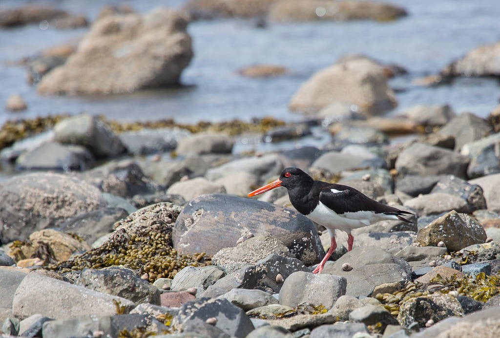 "Angry Birds" attack drones on New York beach